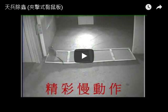 台北除蟲公司推薦-夾擊式黏鼠板